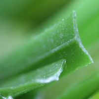 Artificial Grass Mesquite Texas Landscape