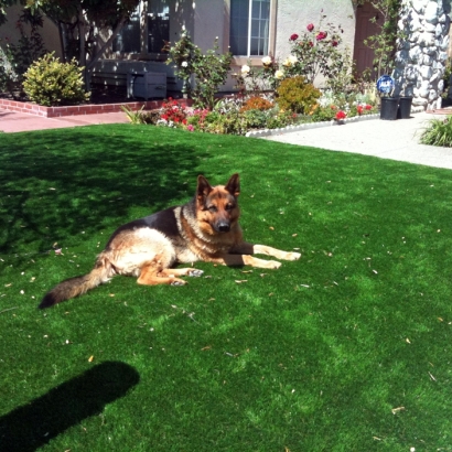 Synthetic Pets Areas Grays Prairie Texas Installation Back