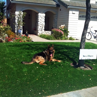 Artificial Grass Sunnyvale Texas Lawn Grass for Dogs Front
