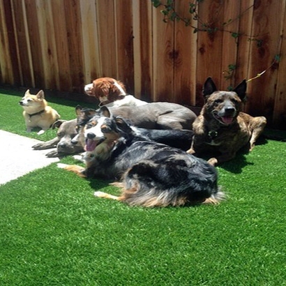 Artificial Grass Balch Springs Texas Landscape Back Yard